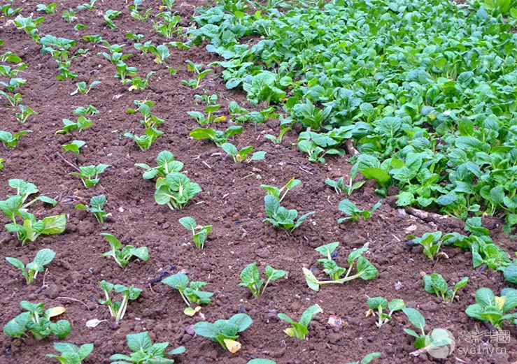 菜园小记-新闻纪实-36行南阳社区-36.01ny.cn -