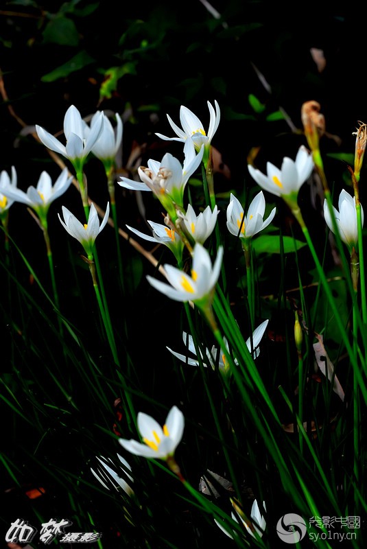 DSC_0063.jpg