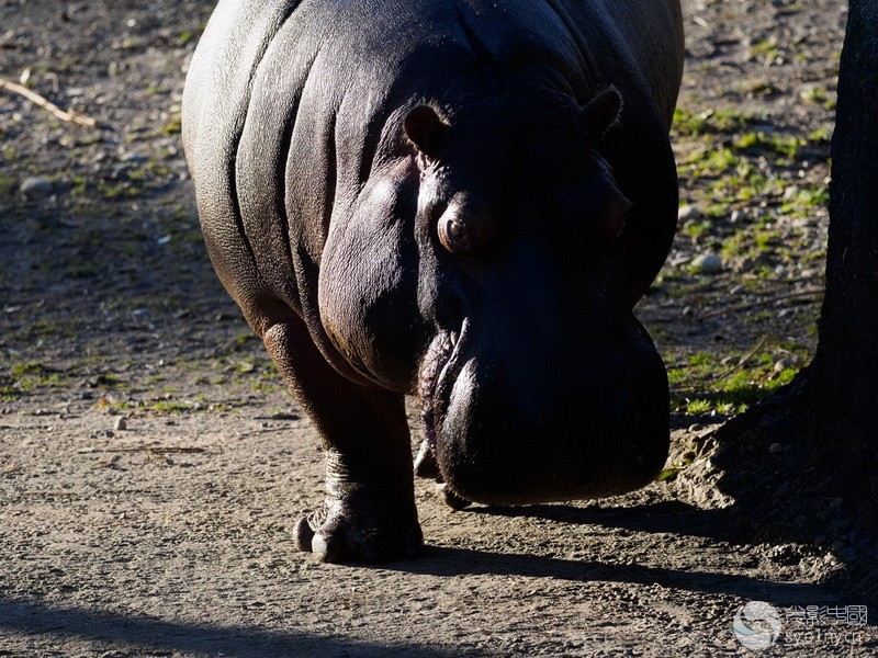 Olympus_300mm_4.jpg