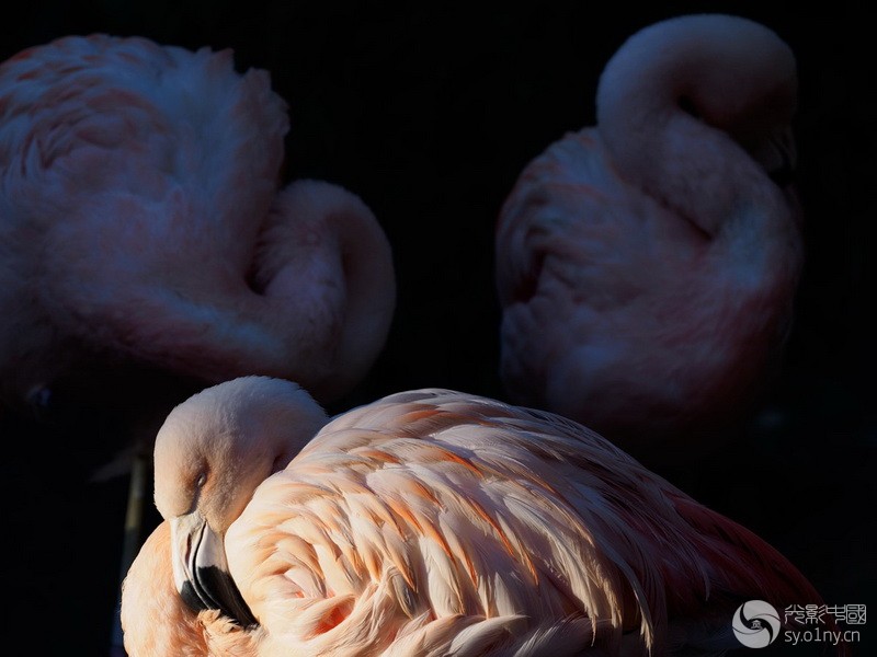 Olympus_300mm_5.jpg