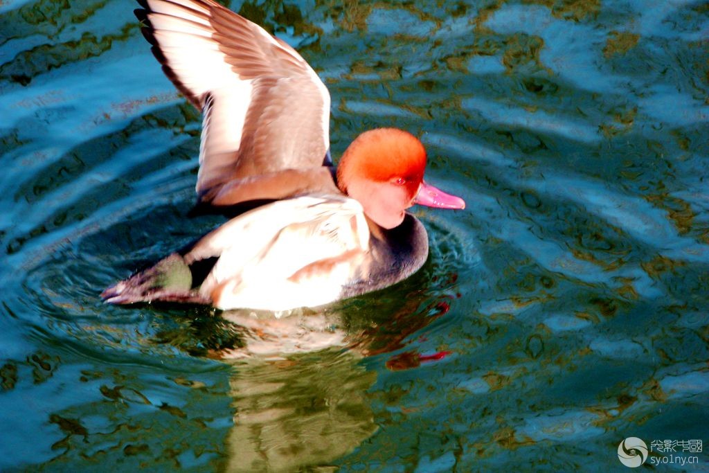 IMG_5916_.jpg