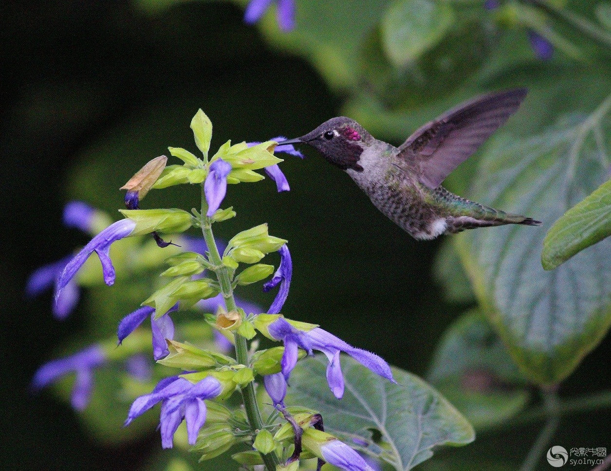 蜂鸟捉拍-为谁辛苦为谁忙?-新手图集-36行南阳