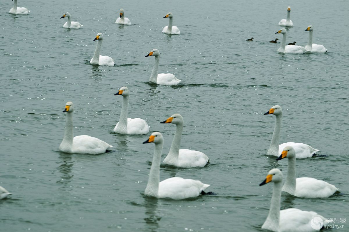 【天鹅湖采风 】成群结队来河南-新闻纪实-36行