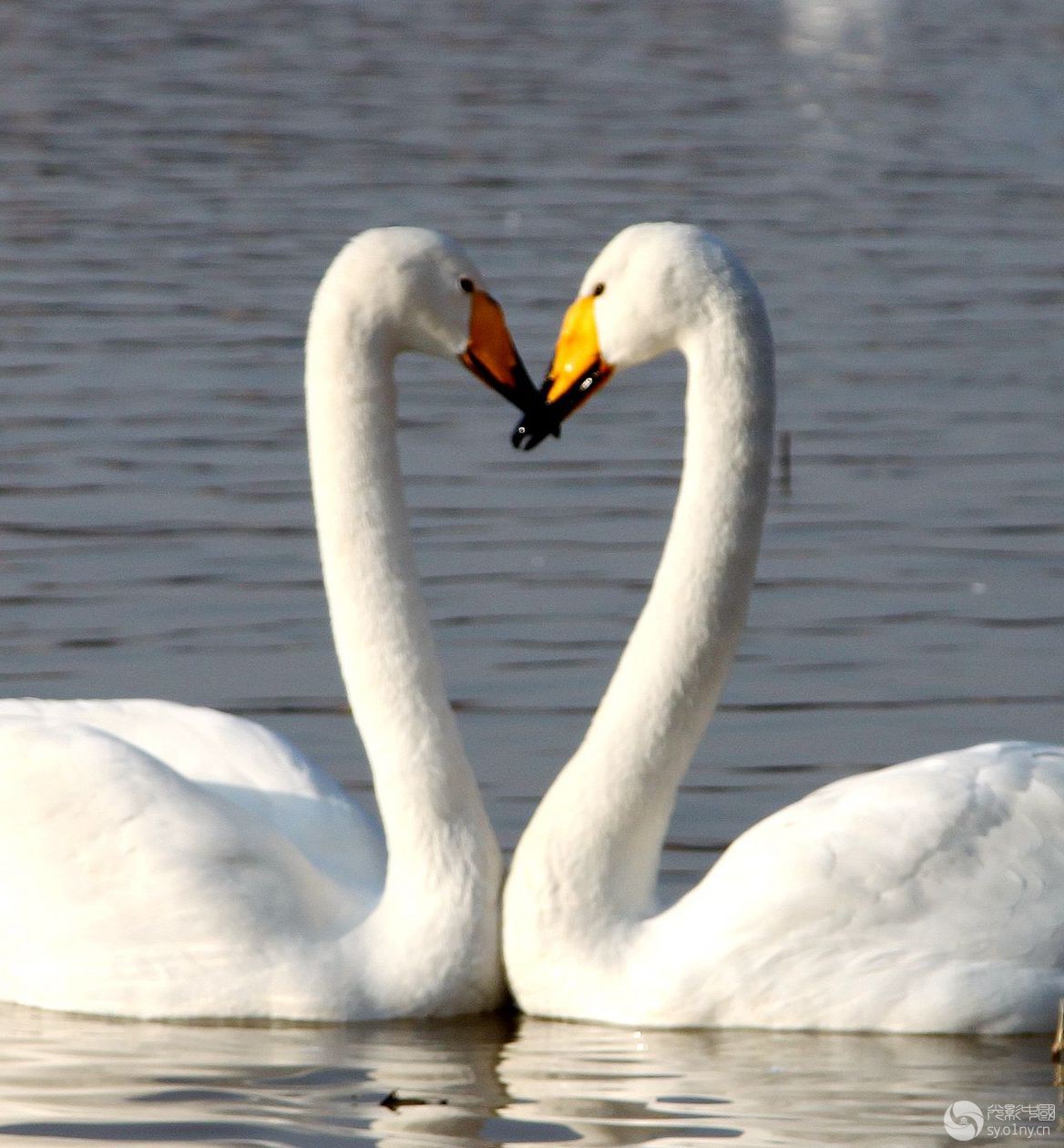 天鹅之恋-行摄风光-36行南阳社区-36.01ny.cn -
