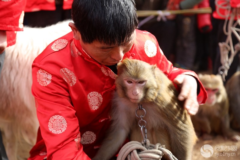 开心行摄部“走进新野看猴戏”拍摄活动花絮-新手图集-36行南阳社区-36.01ny.cn - 光影中国