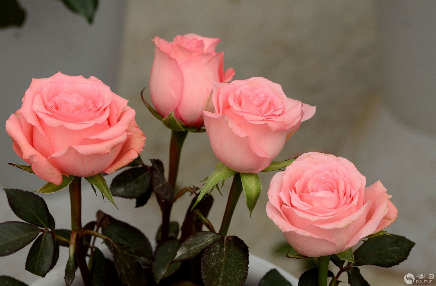 DSC_1075__.jpg