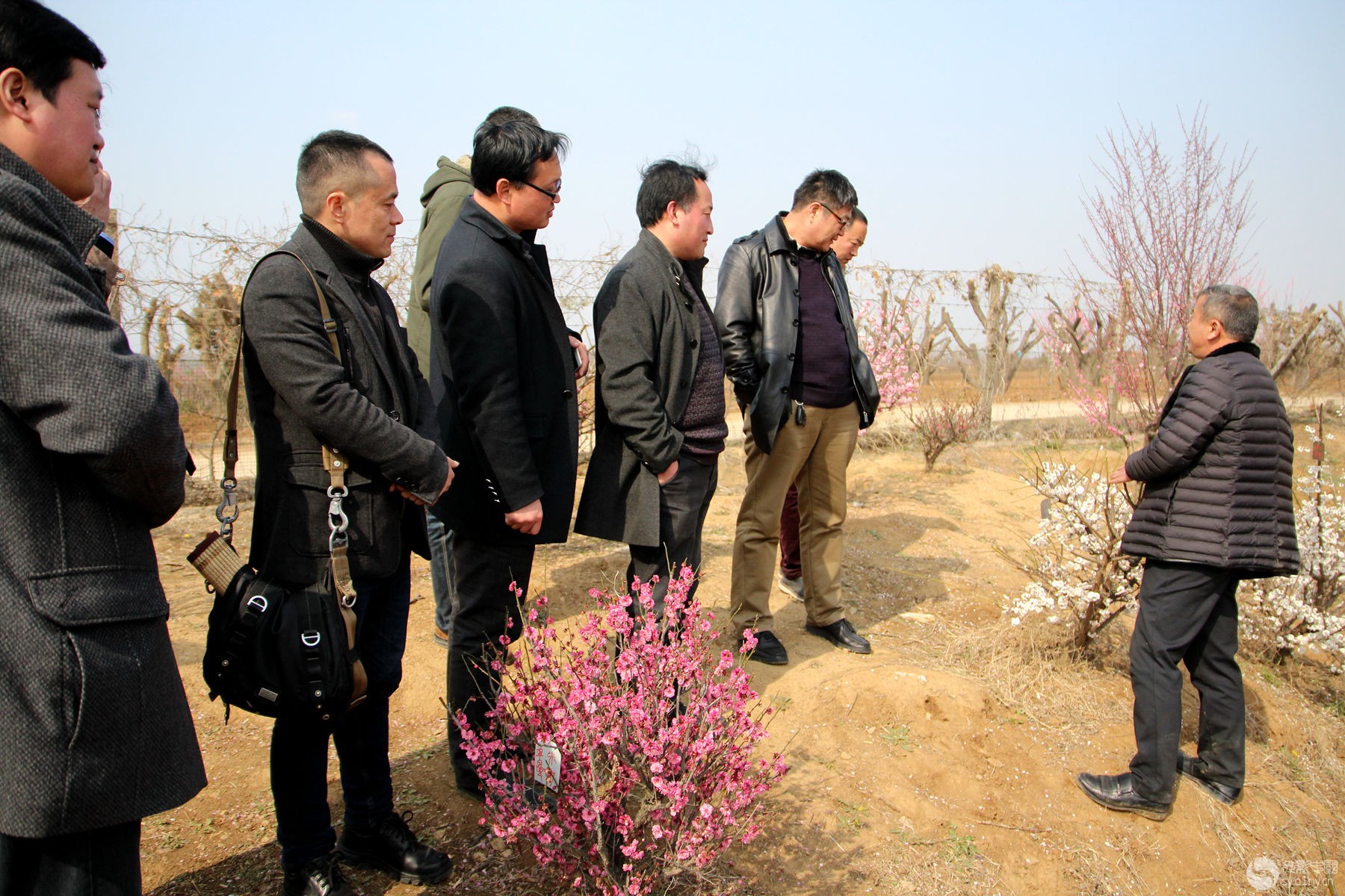 光影中国网蓝盾部邀河南知名书画家踏春寻梅