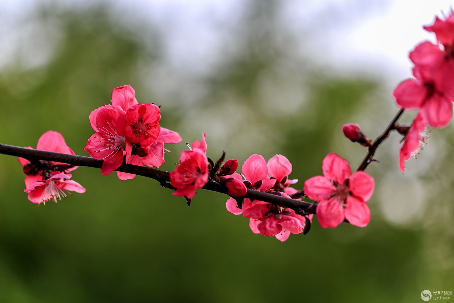 桃花依旧笑春风 6-行摄风光-36行南阳社区-36.