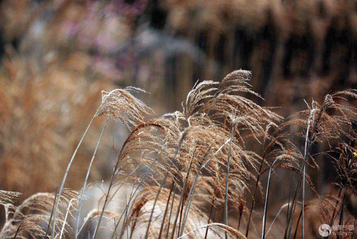 山间茅花(1)