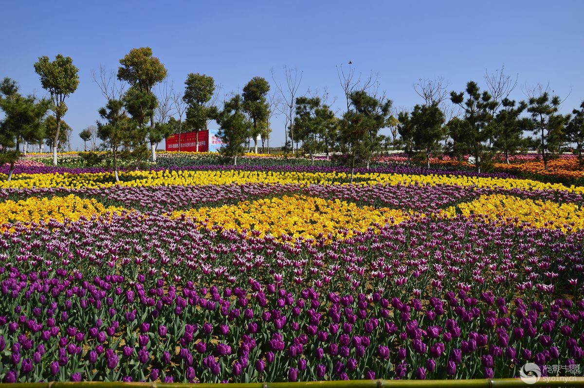 【新野白河湿地郁金香】拾贝-新闻纪实-36行南