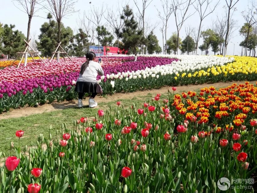 赏新野郁金香花海-人文纪实-36行南阳社区-36.01ny.cn