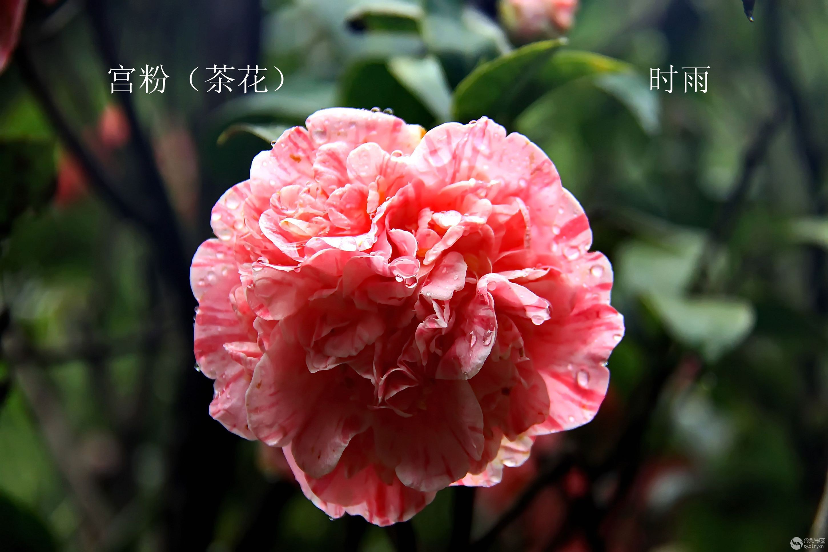 宫粉(茶花)