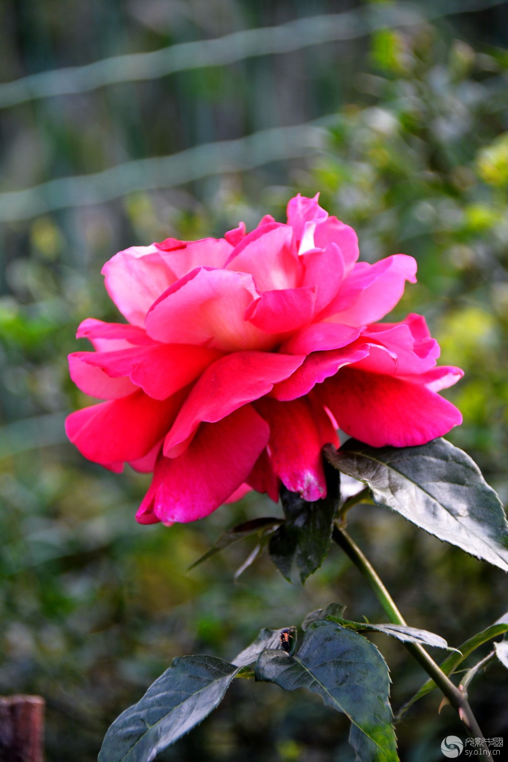 月季花开赛牡丹