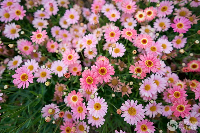 Batis_18F28_3.jpg