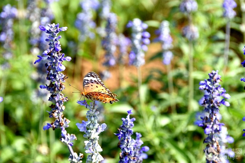 DSC_2673_.jpg