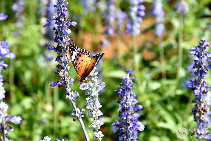 DSC_2675_.jpg