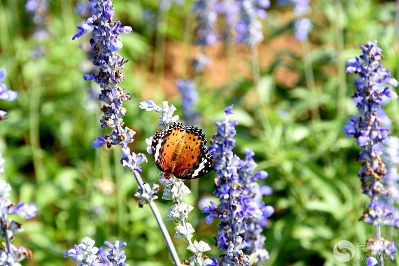 DSC_2676_.jpg
