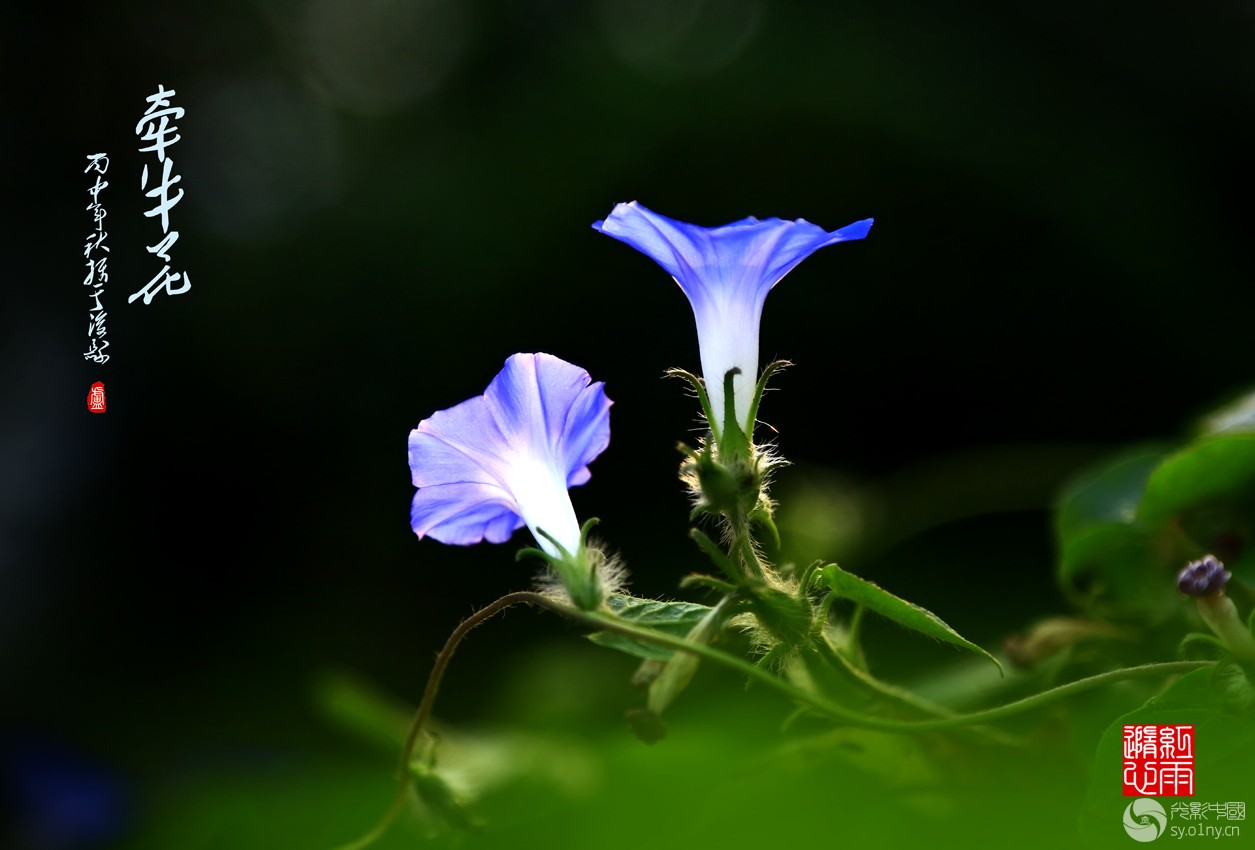 牵牛花