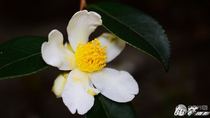 野生茶花