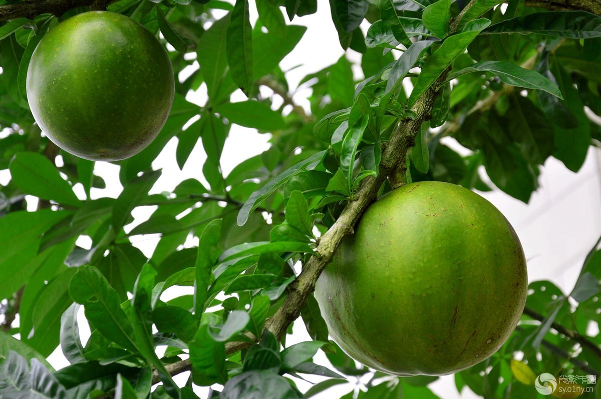 海南边走边拍--西瓜树点滴