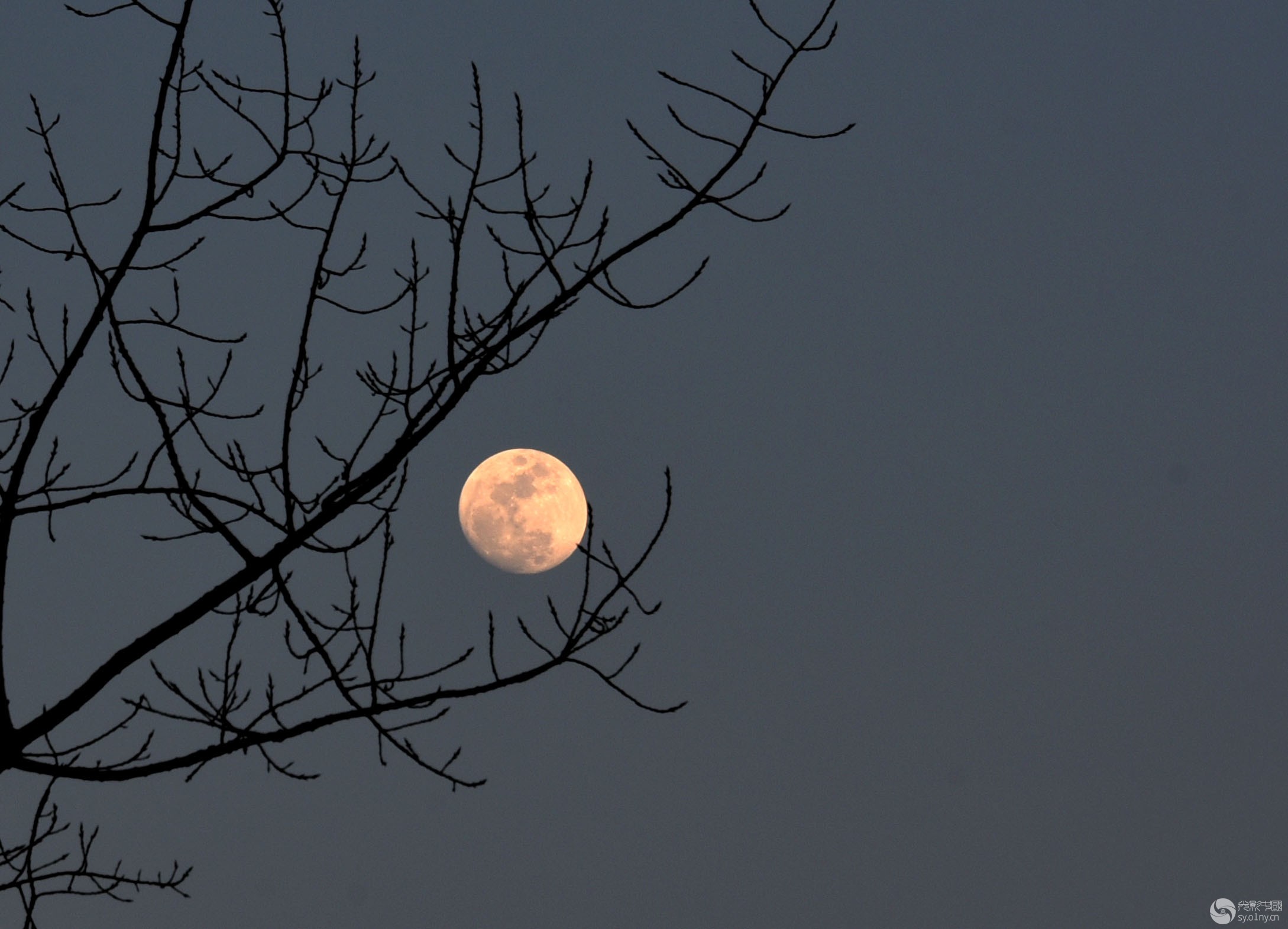 月儿挂树梢