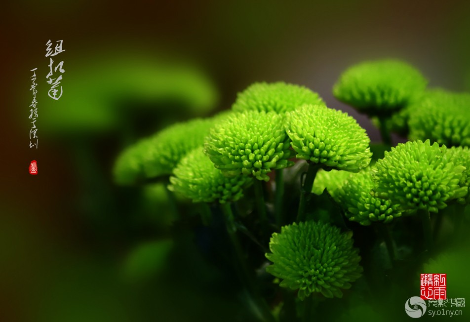 纽扣菊-行摄风光-36行南阳社区-36.01ny.cn