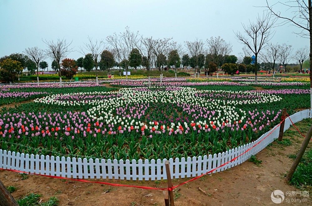 新野白河滩公园郁金香2-生态微距-36行南阳社