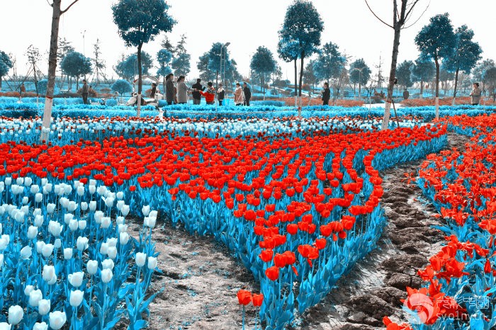 也拍新野郁金香-生态微距-36行南阳社区-36.01