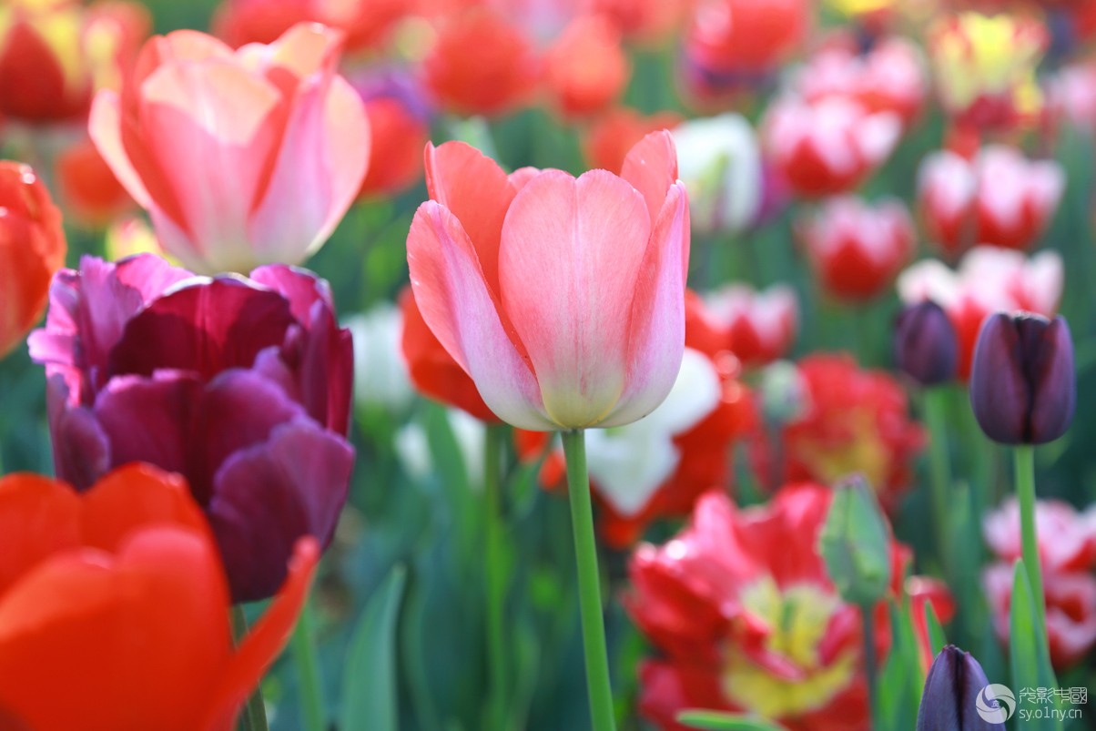 新野郁金香3-人文纪实-36行南阳社区-36.01ny