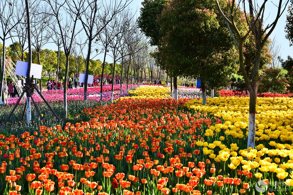 新野郁金香苑掠影11-新手图集-36行南阳社区-