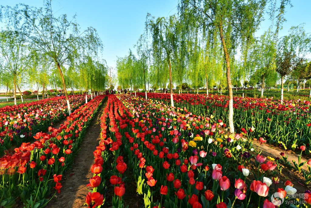 新野郁金香苑掠影32-人文纪实-36行南阳社区-36.01ny.cn