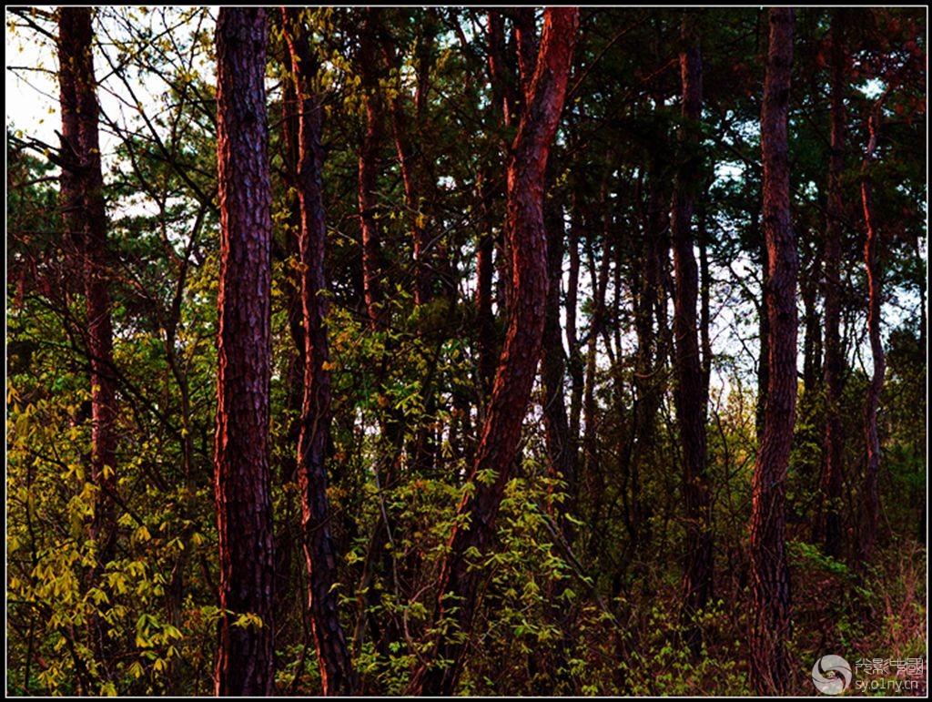 DSC_5296.JPG