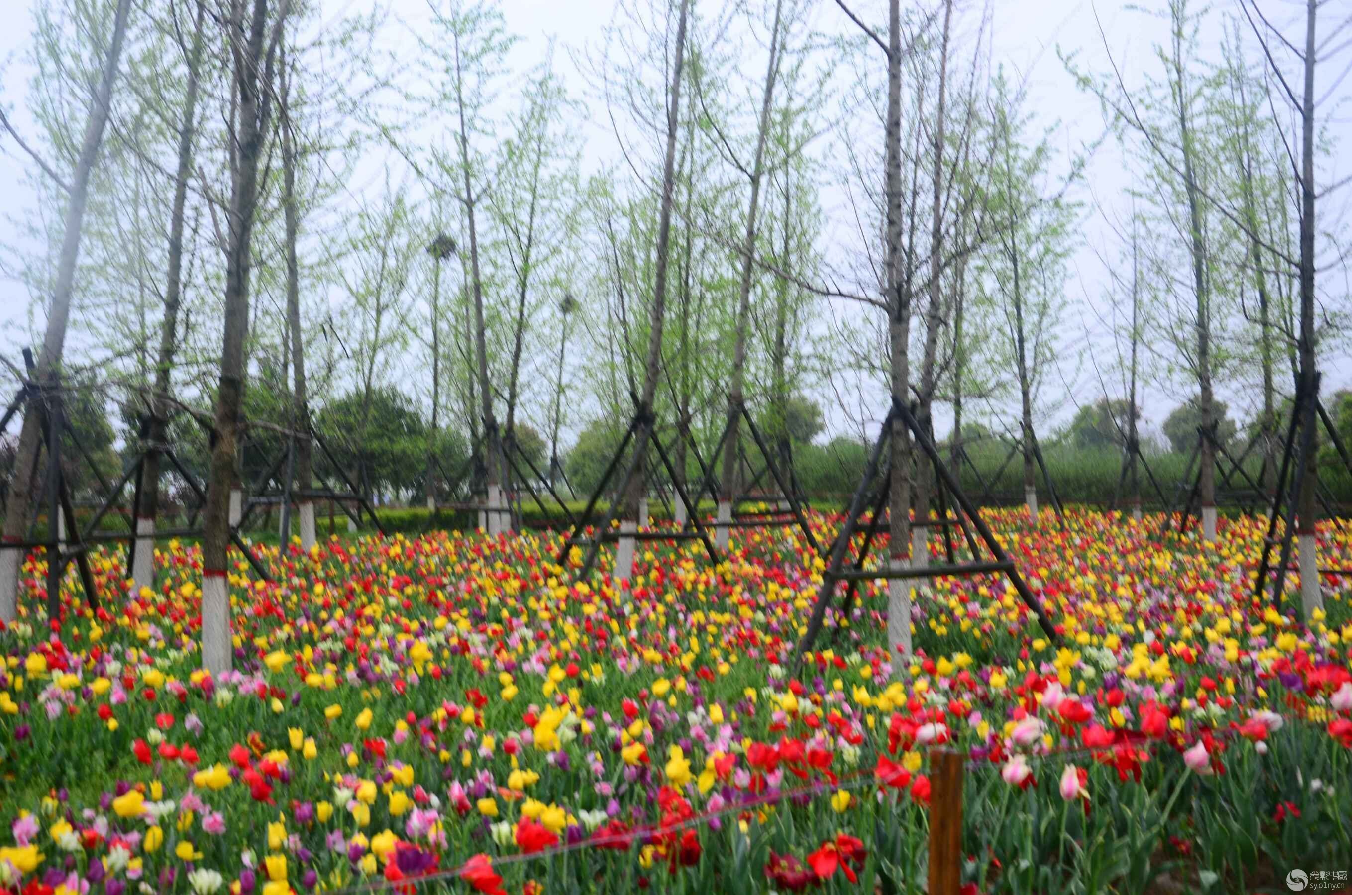 居士林部“新野郁金香.画家村采风”拍摄活动-新手图集-36行南阳社区-36.01ny.cn