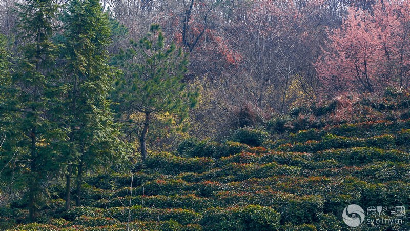 桐柏山茶山采风(3)