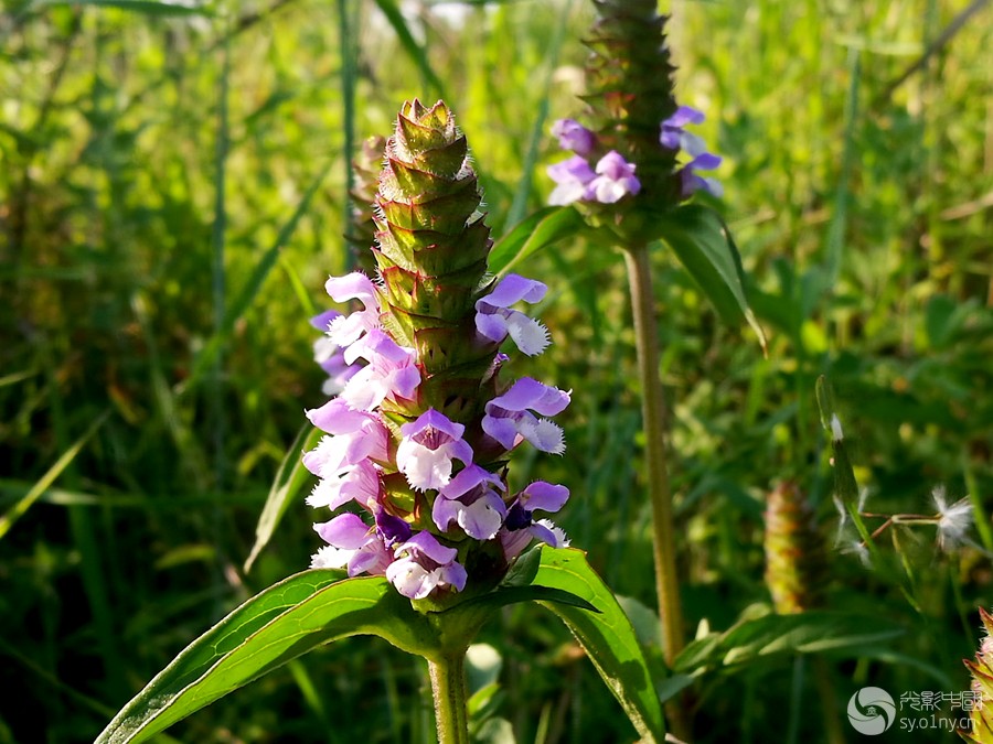 骑行方家寨途中随拍夏枯球-手机摄影-36行南阳社区-36.01ny.cn