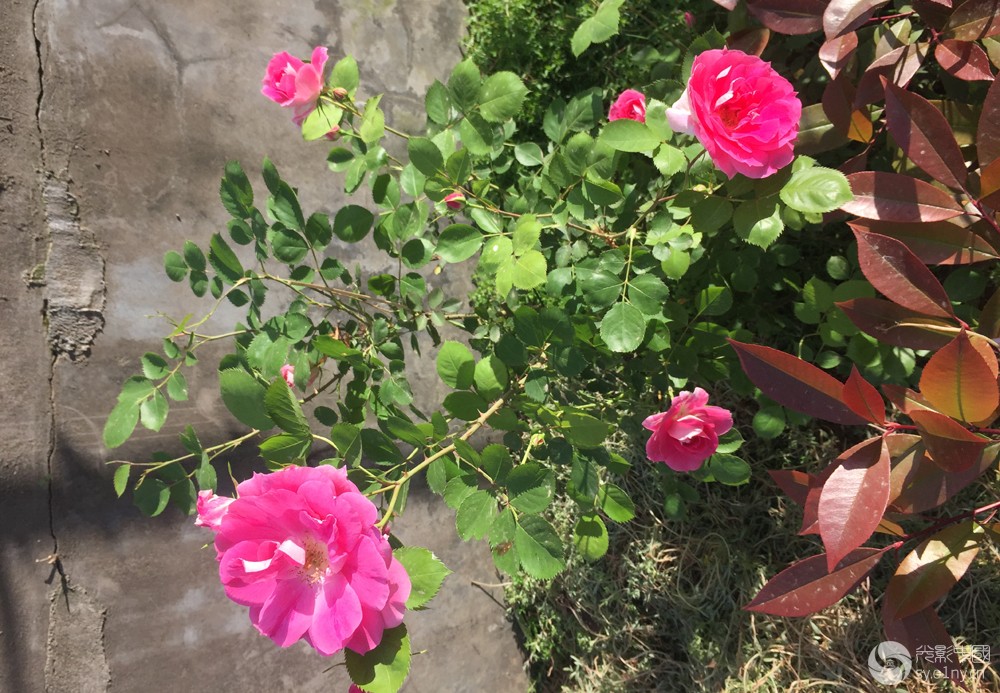 1493428916_IMG_2129.jpg