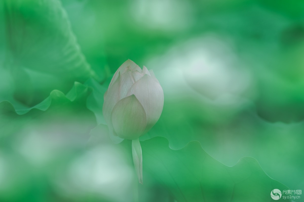 IMGP8860_С.jpg