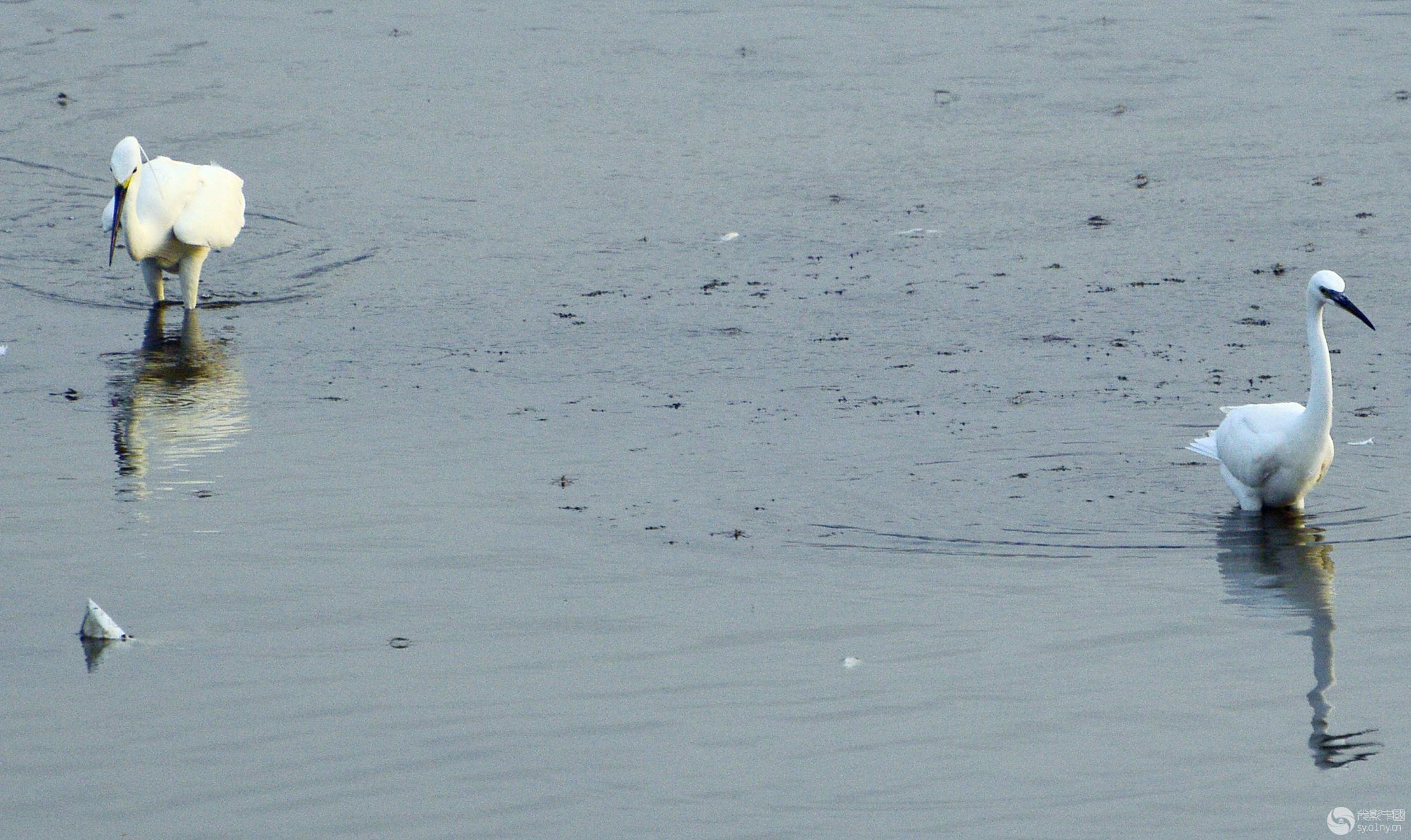 100428qvcjaagc20nhn20c.jpg