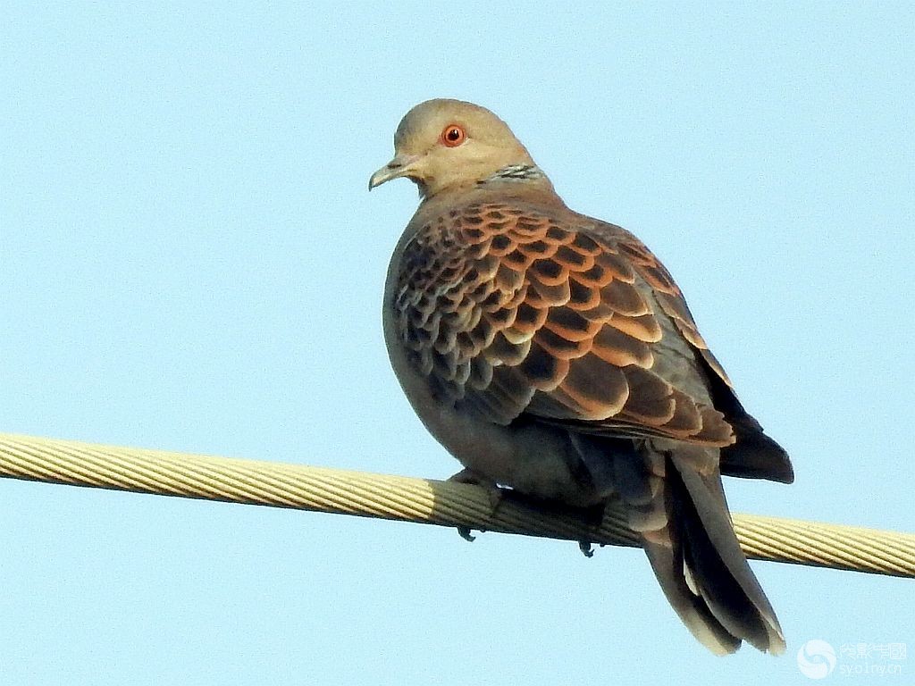 RSCN8088-.jpg