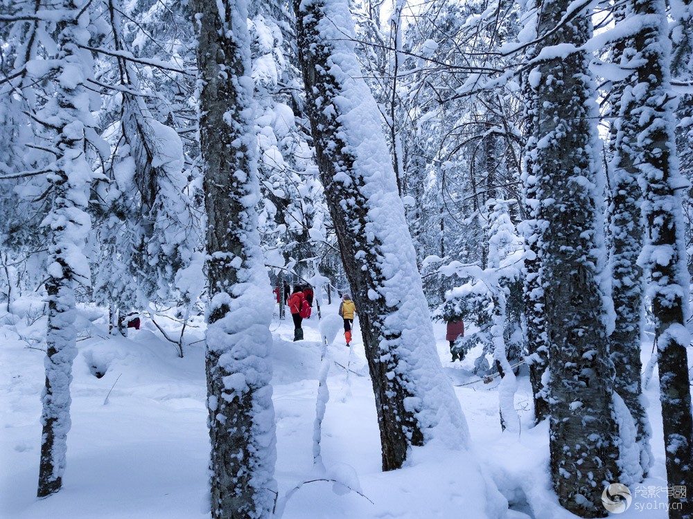 林海雪原组照