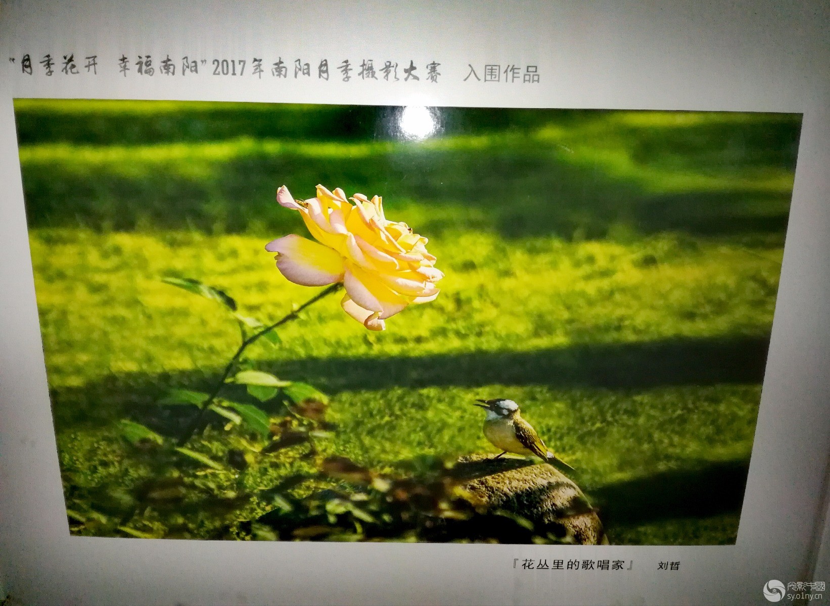 2018南阳月季摄影获奖作品展分享(手机拍摄)