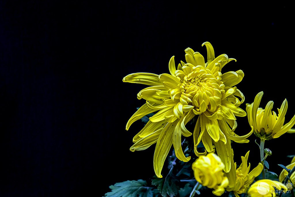 DSC_3590---------a.jpg