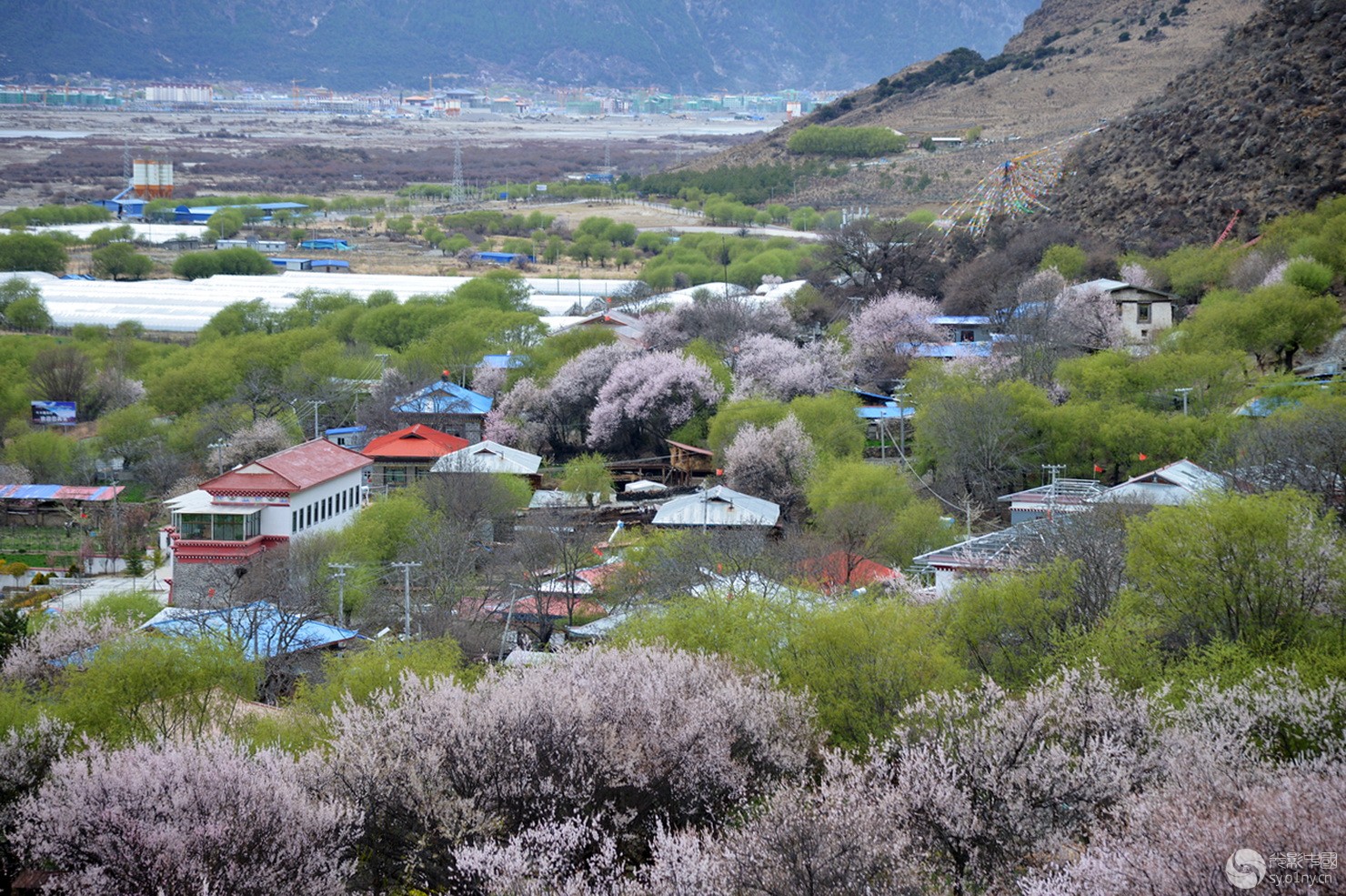 林芝嘎拉村桃花源13a.jpg