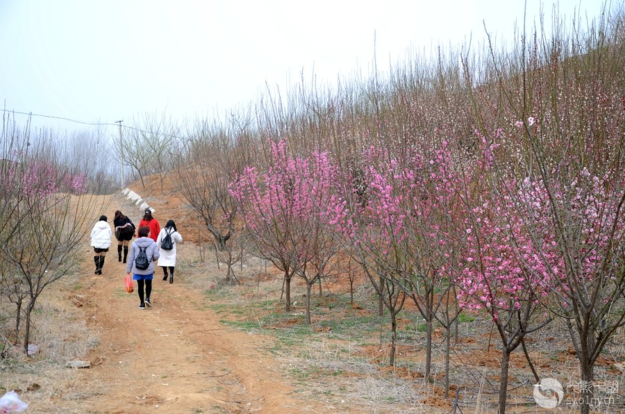 纪实南阳部"塔子山梅花开"拍摄活动纪实