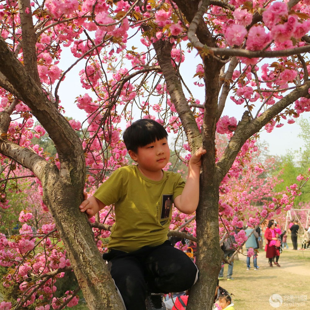 樱花树下的男孩2.jpg