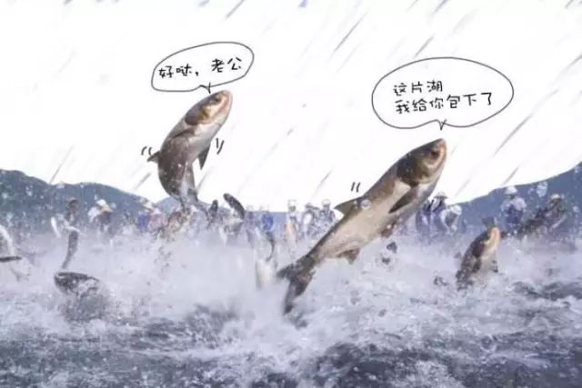 客官,来一条野生丹江鱼呗!