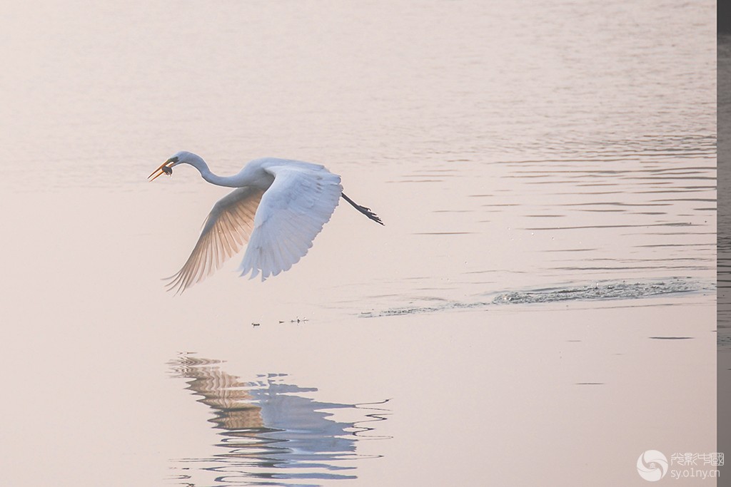DSC_4252------.jpg