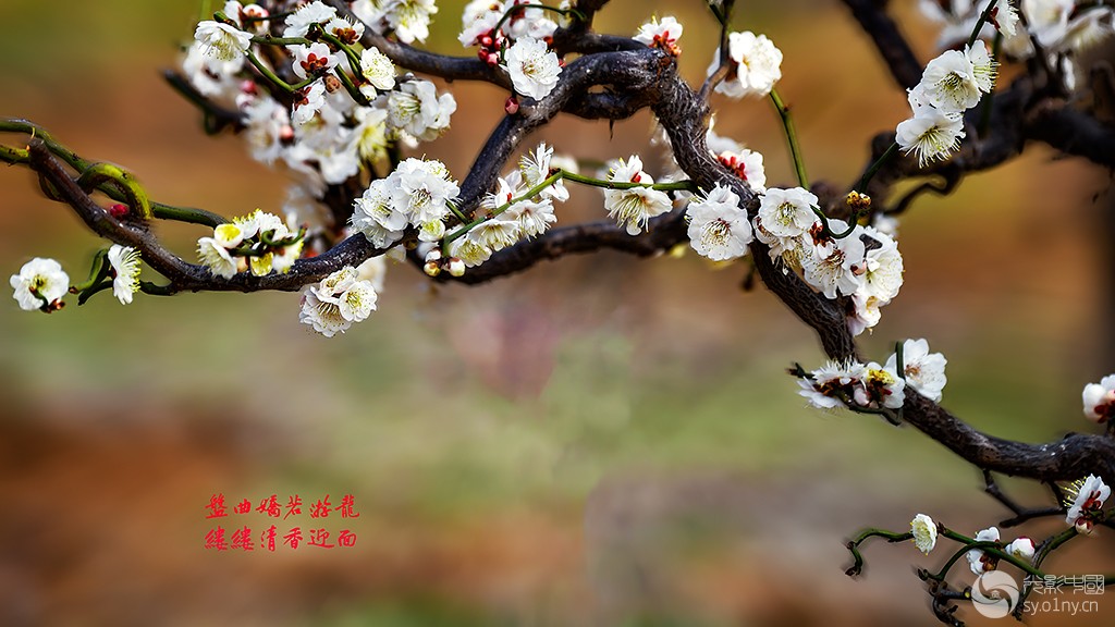 DSC_2662-1af.jpg