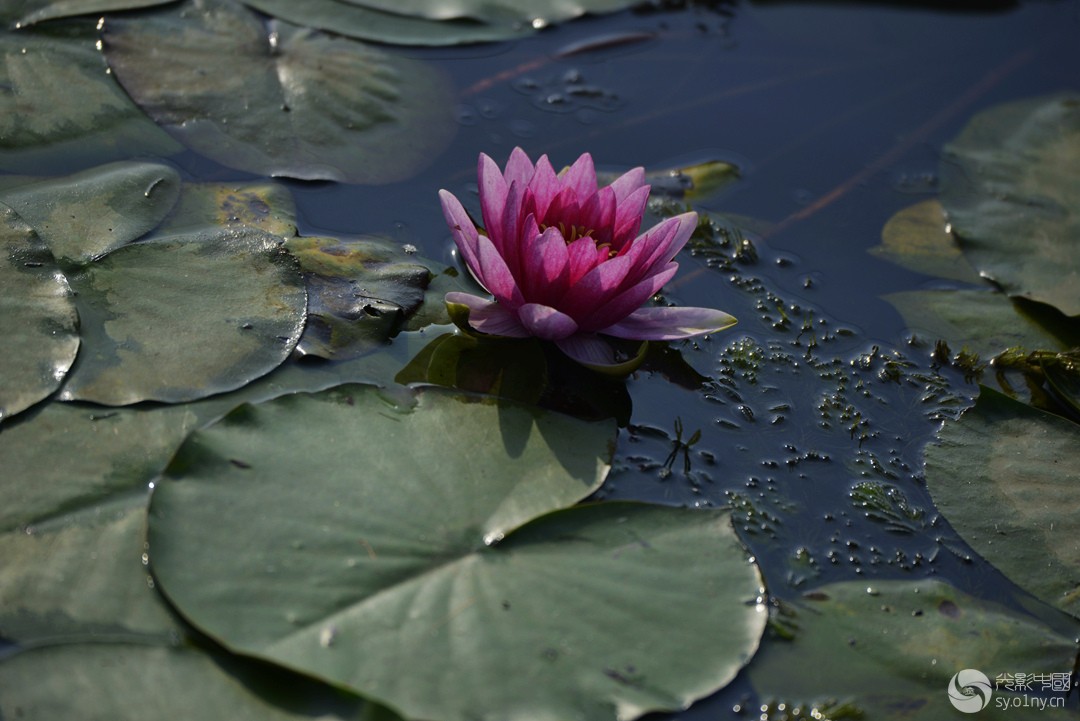 _DSC6806_.jpg
