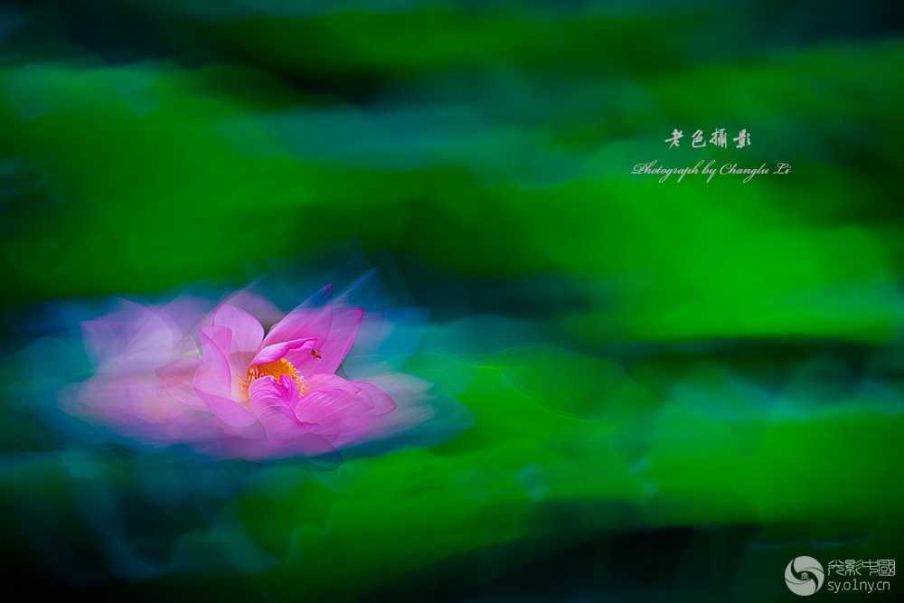 _CLL8273-1 -1.jpg